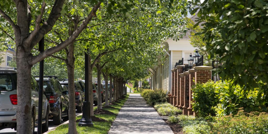 A row of trees standing tall along a paved sidewalk.