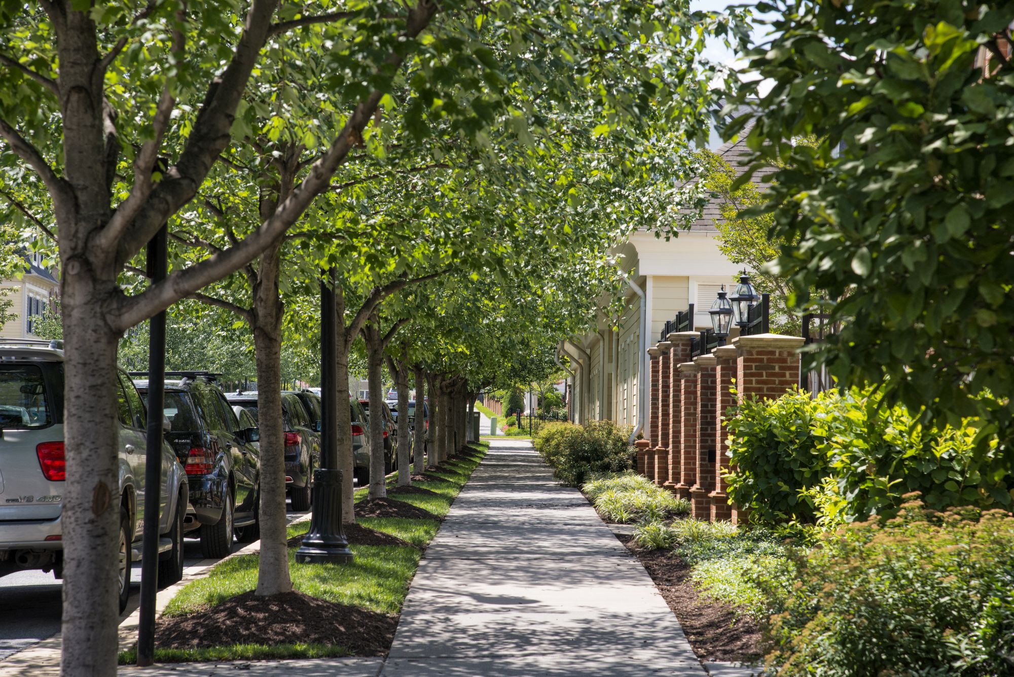 A row of trees standing tall along a paved sidewalk.