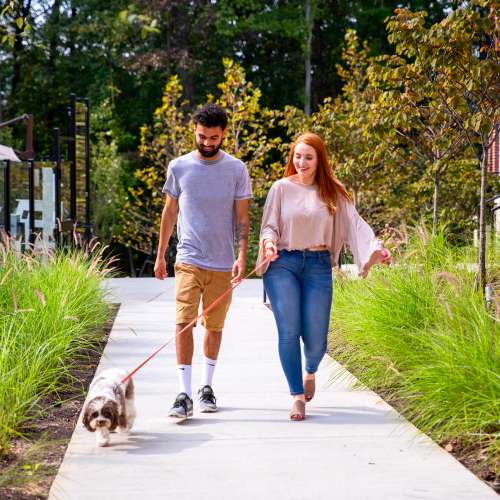 Courtyard Dog Walking