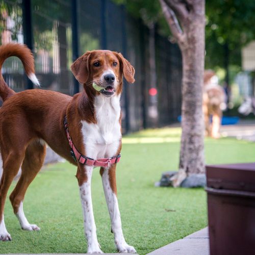 Neighborhood Dog Park