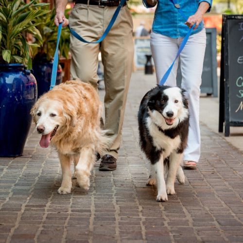 Our pet-friendly living allows for the best walk, every day