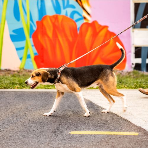 The Burton puts new terrain and everyday comforts within easy reach.