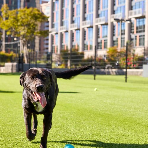 Fenced areas for small and large dogs with water stations and play equipment