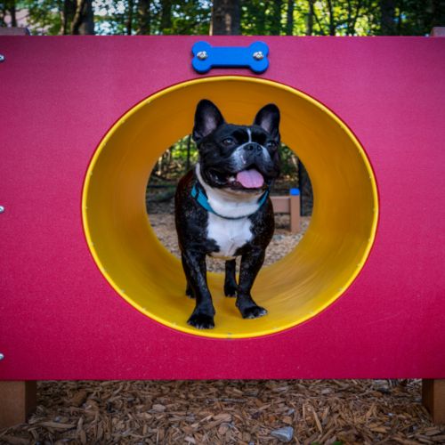 Dog Park Zoomed View