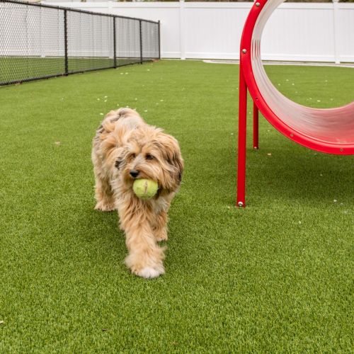 Pet park with dog and toy