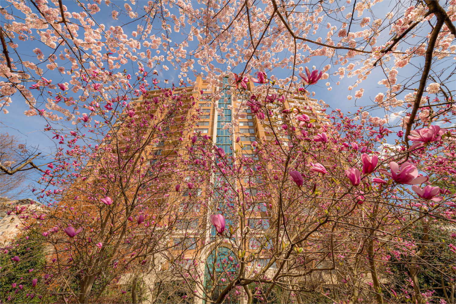 Grosvenor Tower : Blooms