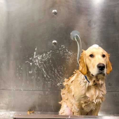 Dog wash
