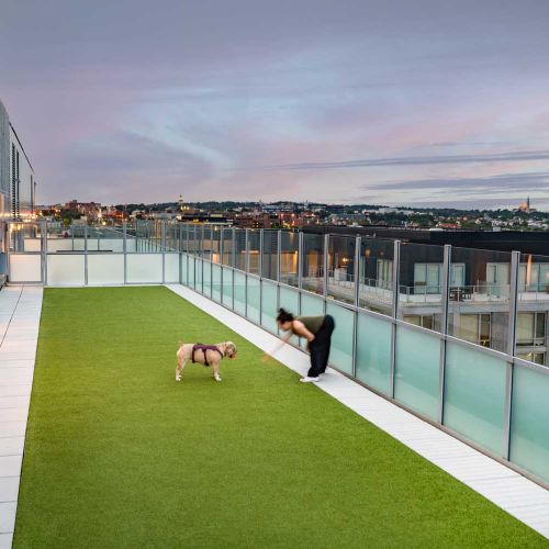 Rooftop Dog Run to play and socialize your furry companions 