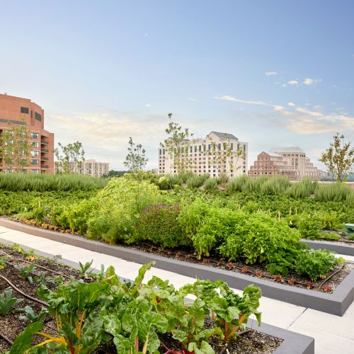 Plenty of green space to excercise your green thumb