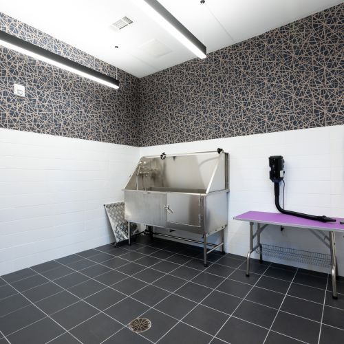 Keep Your Furry ones Fresh