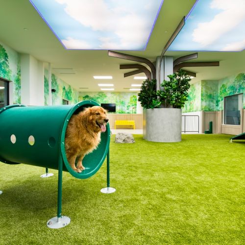 Indoor dog park convenient for any day