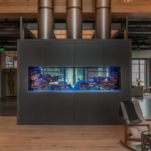 Exotic saltwater aquarium