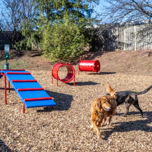 Dog Park