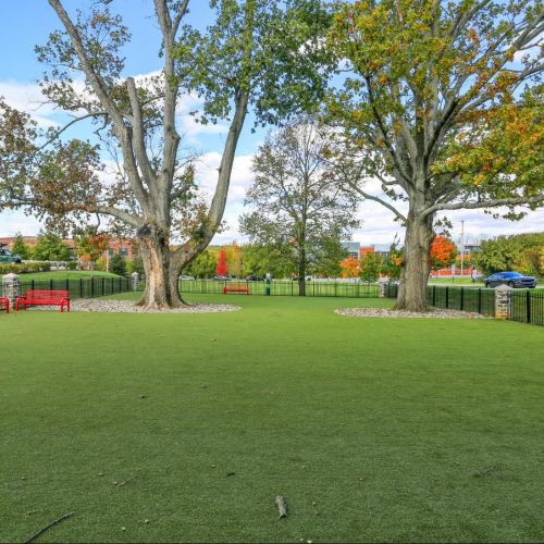 Interior dog park view